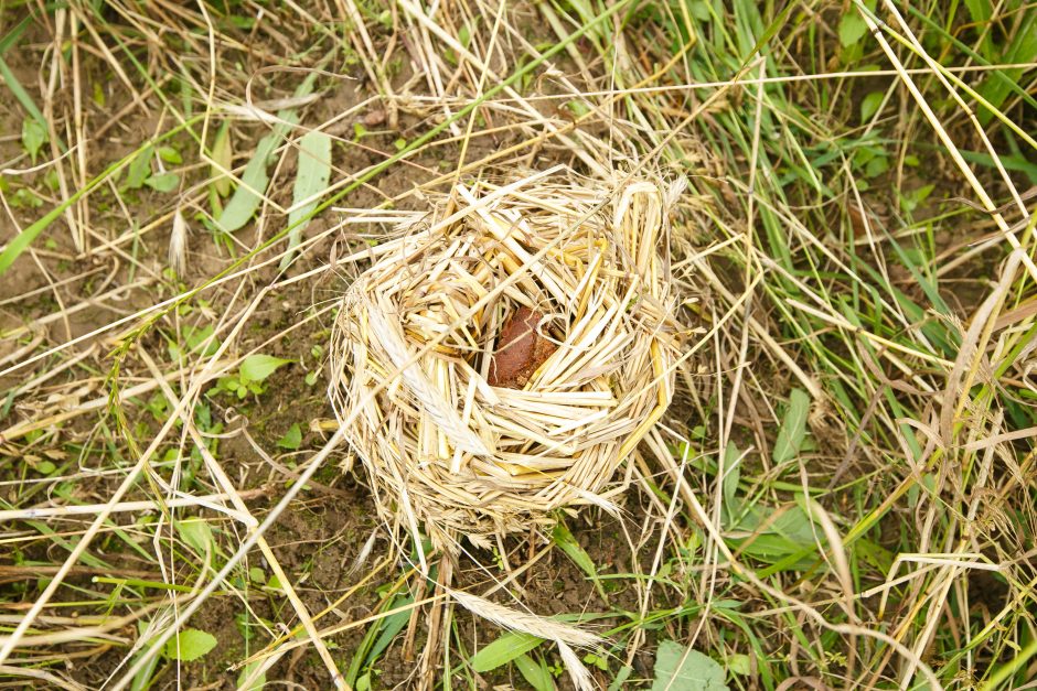 Rumšiškėse – naujojo derliaus ir Oninių šventė