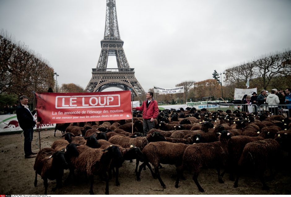Eifelio bokšto papėdėje – ūkininkų ir avių protestas