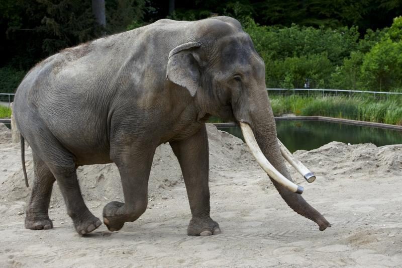 Tailande dramblys suvalgė kinų turistės „iPhone“