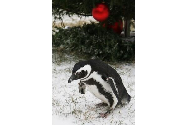 Laiškus Kalėdų seneliui gabens pingvinai