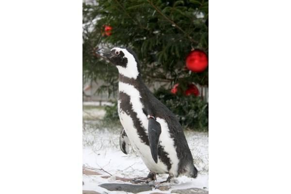 Laiškus Kalėdų seneliui gabens pingvinai