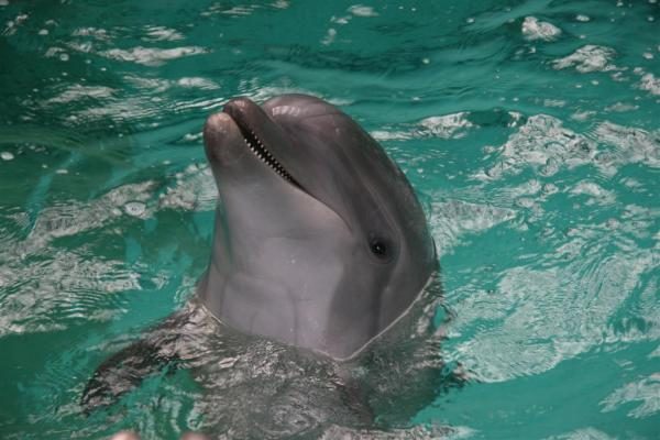 Delfinariumas uždaromas rekonstrukcijai, delfinai skraidinami į Graikiją