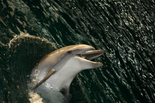 Delfinariumas uždaromas rekonstrukcijai, delfinai skraidinami į Graikiją
