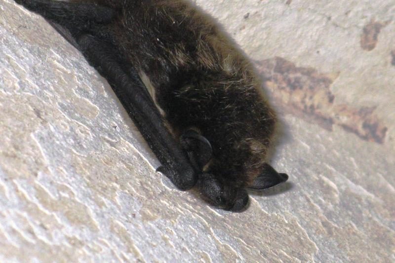 Šikšnosparniai giliai įmigę žiemos miegu 