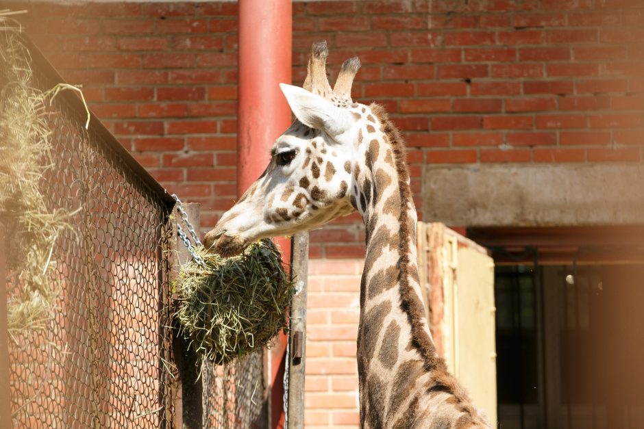 Zoologijos sodo sezono atidaryme – gyvūnų debiutai