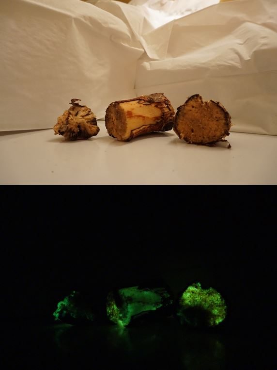 Tamsoje švytinti mediena – bioliuminescencinių grybų kuriamas gamtos stebuklas