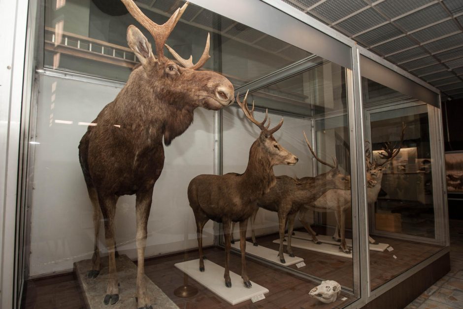 T. Ivanausko muziejų papuošė retas eksponatas