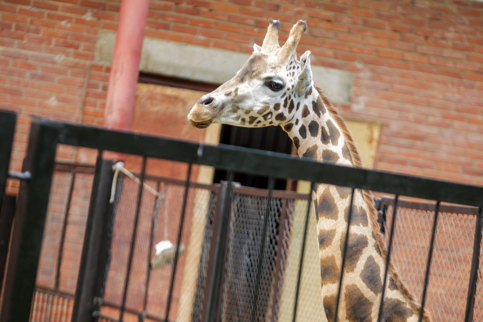 Gyvūnų prižiūrėtojo diena – su dovanomis zoologijos sodo gyventojams