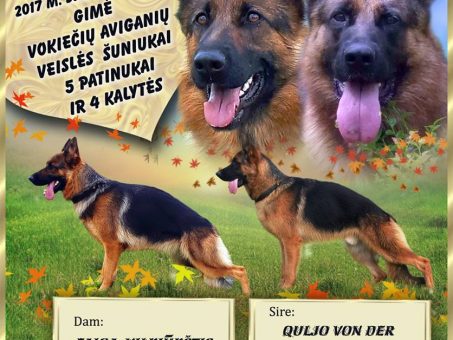 Skelbimas - Vokiečių aviganių šuniukai su dokumentais