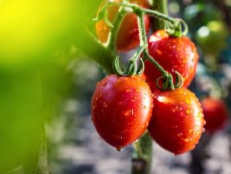 Skelbimas - Pomidorų daigai