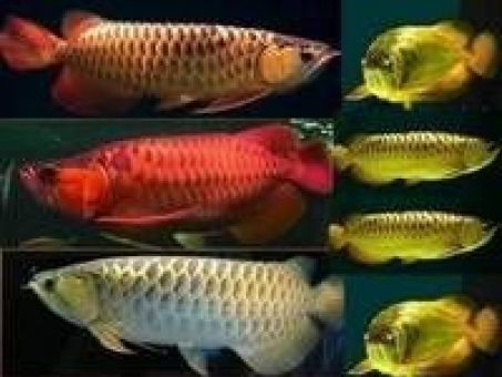 Skelbimas - Parduodamos „Arowana“ žuvys.