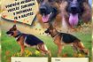 Skelbimas - Vokiečių aviganių šuniukai su dokumentais