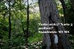 Skelbimas - Norime nupirkti Jūsų mišką