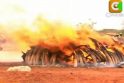 Kenijoje viešai sudegintos milijonų vertos dramblių iltys