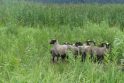 Kauno marių regioniniame parke siautėjo avių žudikai 