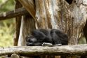 Tokijo zoologijos sode pasaulį išvydo gorilos jauniklis