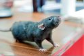 Biržų rajone žiurkė apdraskė pusės mėnesio kūdikį