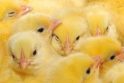 Šokas: paukštyne netinkami viščiukai sumalami gyvi