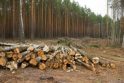 Perspektyvu: vietoj importuojamo kuro Lietuva galėtų išnaudoti biomasės išteklius, kurių didžioji dalis šiuo metu paliekama trūnyti.