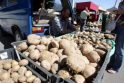 Konkurencija: bulvių kainą Lietuvoje mažina smulkieji augintojai – neturėdami saugyklų jie stengiasi produkciją parduoti skubiai ir pigiai.