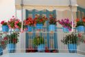 Dominuoja: tarp populiariausių balkoninių gėlių – neįnoringosios pelargonijos.