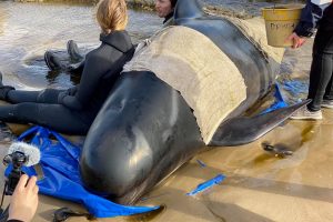 Nugaišo 380 Tasmanijos pakrantėje įstrigusių delfinų