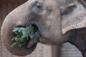 JAV: zoologijos sode užmigdyta 53 metų dramblio patelė Shaunzi