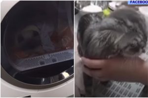 Šokiravo vaizdai iš seminaro gyvūnų kirpėjams: į rūbų džiovyklę įdėjo katiną