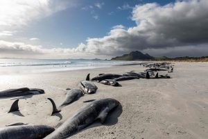 Naujojoje Zelandijoje užplaukę ant seklumų nugaišo 477 banginiai