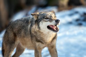 Černobylio zonoje gyvenantys vilkai-mutantai įgijo ypatingų galių