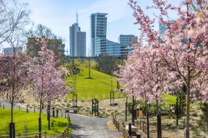 Pražydusios sakuros kviečia į naują žaliąją Vilniaus erdvę – Japonišką sodą
