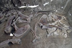 Rekordinis radinys: aptikta 800 mamutų kaulų
