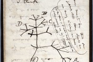 Iš Kembridžo universiteto dingo Ch. Darwino užrašai: manoma, kad juos pavogė
