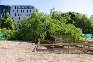 V. Benkunskas: Vilniaus savivaldybė skųs prokurorų sprendimą nutraukti tyrimą dėl nukirsto ąžuolo