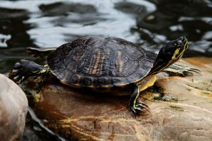 Aplinkos apsaugos departamentas daugiau nei mėnesį ieško, kur perkelti invazinį vėžlį