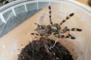 Už neteisėtą prekybą vorais Garliavoje teks mokėti baudą