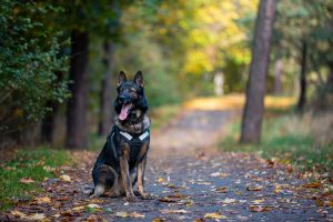 Policijos šuo Rafis padėjo išaiškinti vagystę