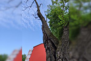 Klaipėdiečiai skundžiasi pavojų keliančiais medžiais ir krūmais