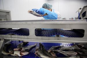 Žvejai sieks aukciono bankroto?