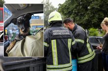 Gimnazijos šiukšlių konteineryje – maiše užrištas ir kančioms pasmerktas gyvas šuo