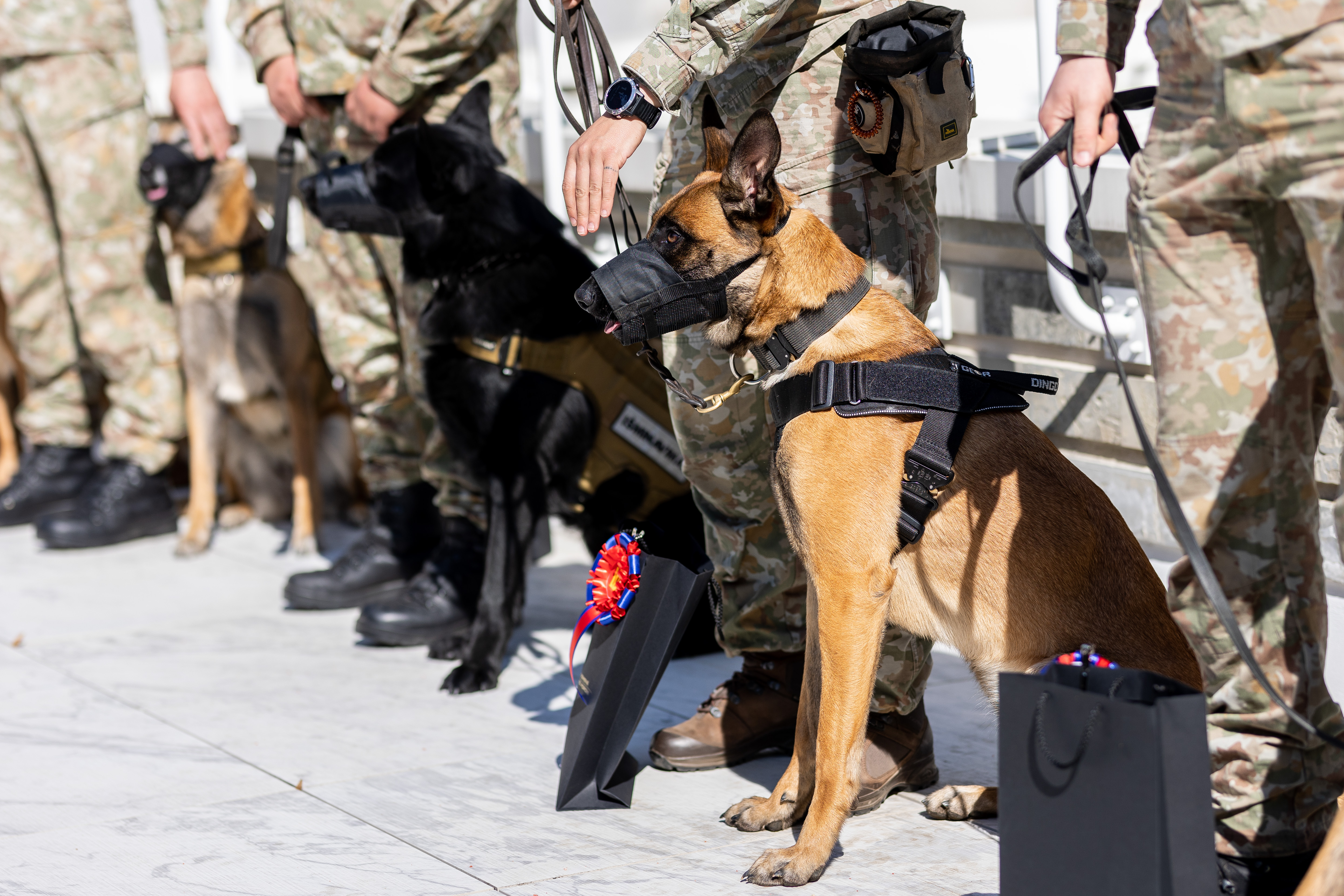 Hæren feirer hundedagen: det var en parade med tjenestehunder