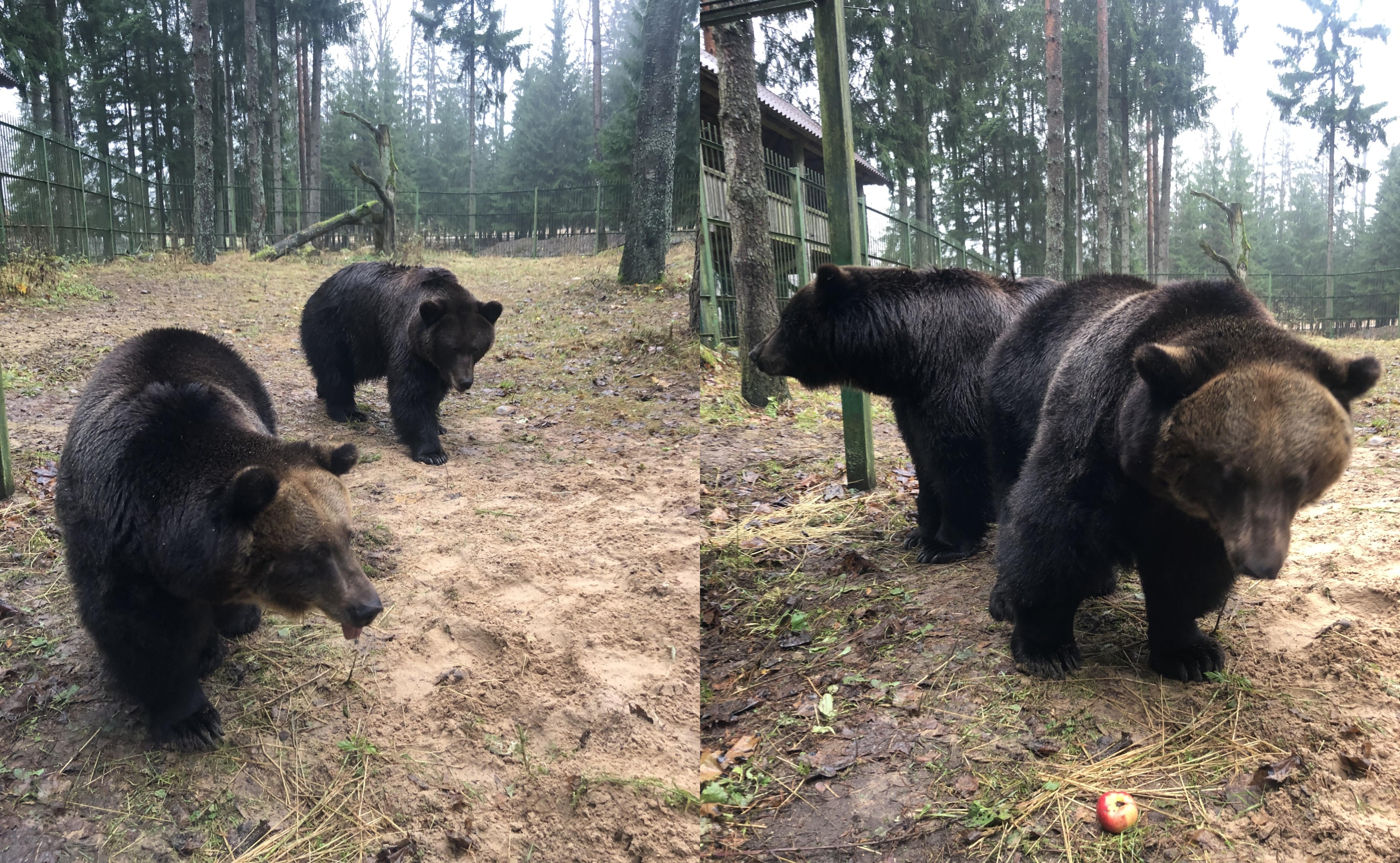 Bjørner som er konfiskert fra «Raubonii-parken» har allerede blitt plassert i «Žvėrinčiu».
