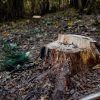 Sostinės Pilaitės rajone įmonė neteisėtai iškirto 34 medžius: teks atlyginti per 11 tūkst. eurų žalą