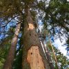 Kovojant su žievėgraužiu Vyriausybei siūloma trumpinti nupirktos medienos laikymą miške