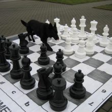 Pradinukai aviganį mokė žaisti šachmatais