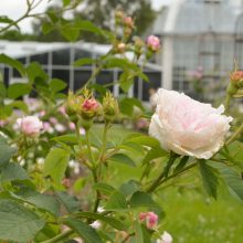 Botanikos sode pražydo istorinės rožės