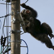 Iš zoologijos sodo pabėgusi šimpanzė sukėlė dramą