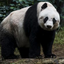 Nugaišo seniausias pasaulyje pandos patinas