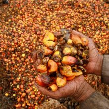 ES uždraus palmių aliejaus naudojimą biodegalams gaminti