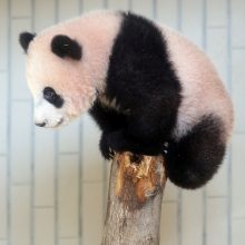 Mažylė panda pirmą kartą debiutavo prieš kameras